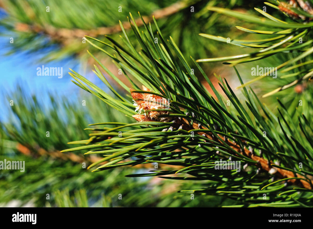 Colorful fresh green young pine branch with a young bud close-up. Stock Photo