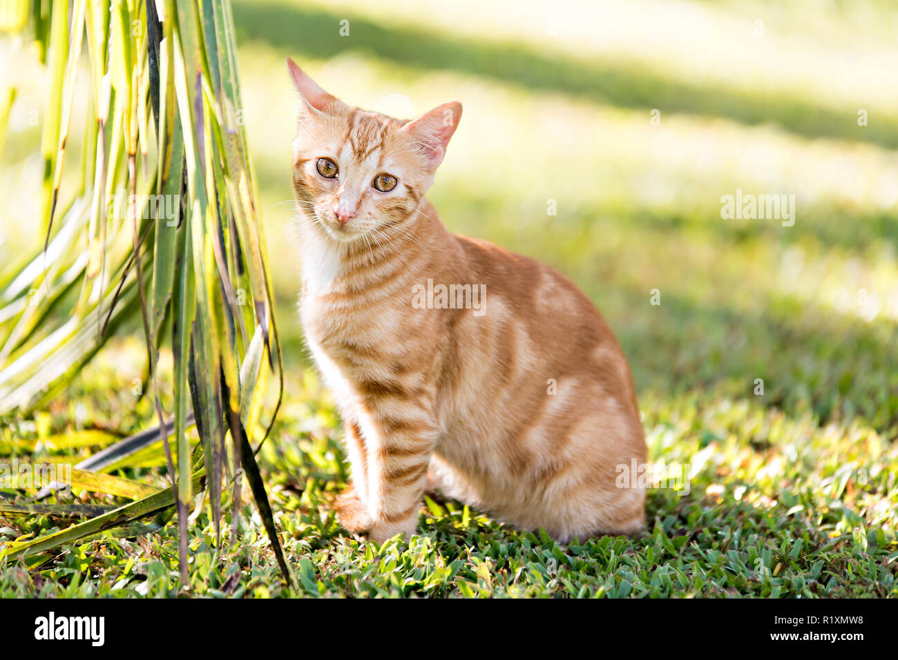 A Domestic cat in Costa Rica Stock Photo Alamy