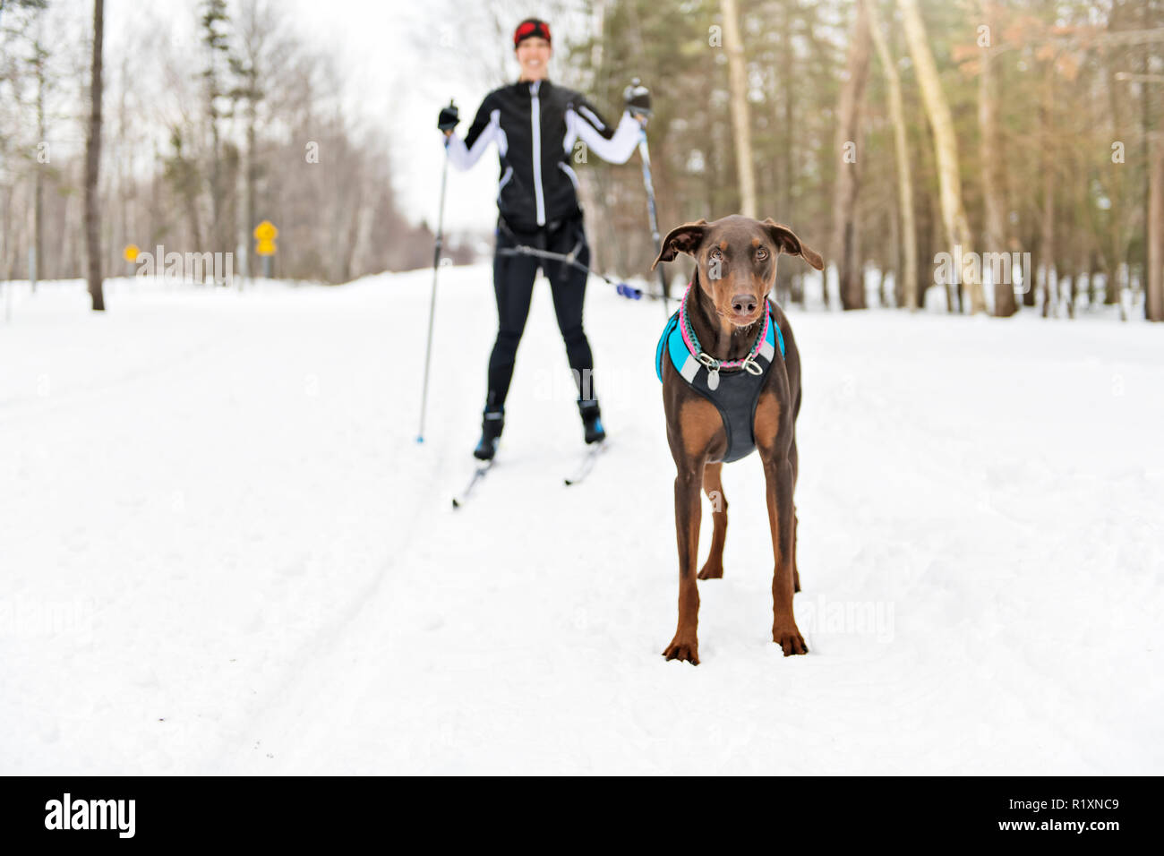 skijoring woman have fun in forest Stock Photo