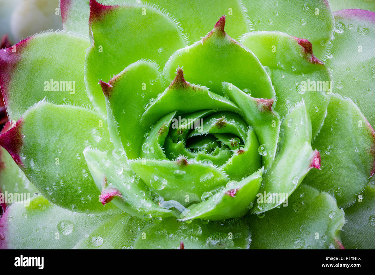 Sempervivum tectorum Royanum, green and red Houseleek succulent plant rosette with rain drops closeup drought tolerant plant Stock Photo