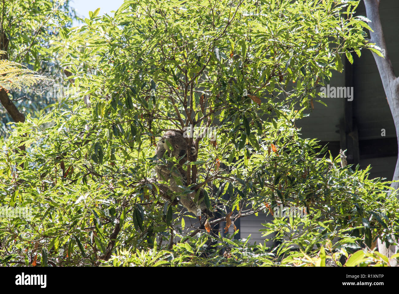 Koala perched on branch in leafy tree on a sunny day in Sydney, Australia Stock Photo