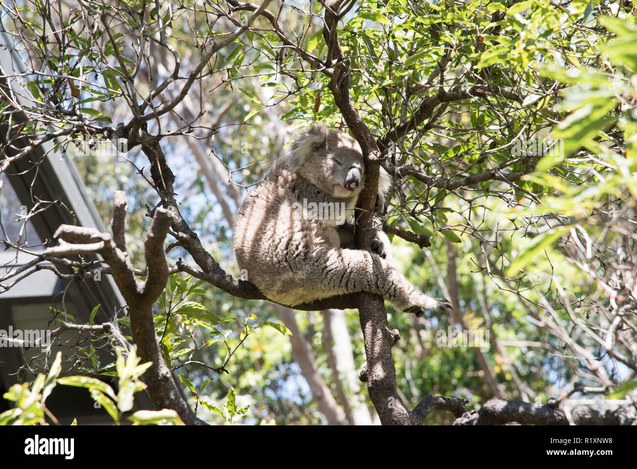 Koala perched on branch in leafy tree on a sunny day in Sydney, Australia Stock Photo