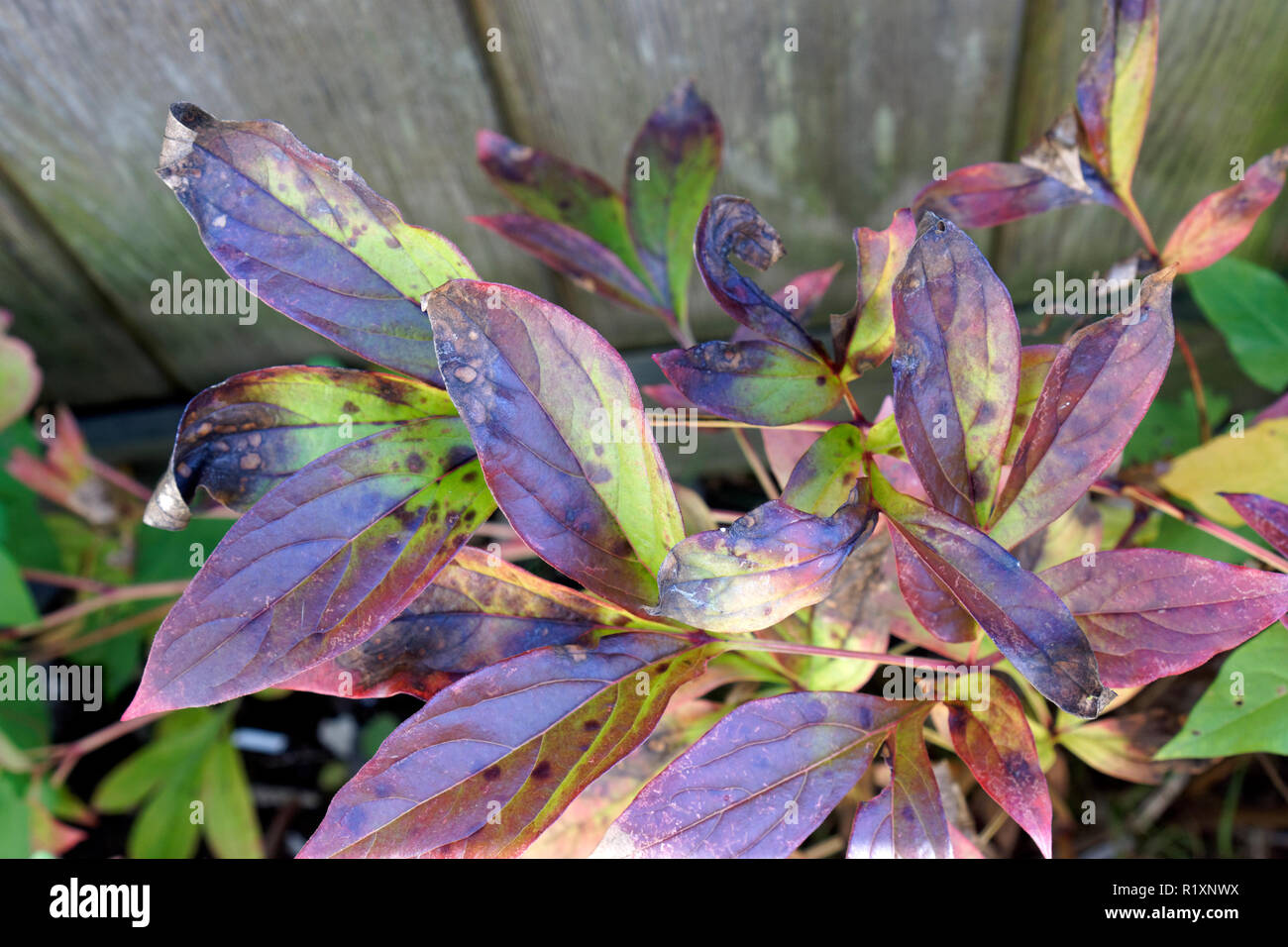 Close-up of peony plant leaves infected with gray mold blight or botrytis blight Stock Photo