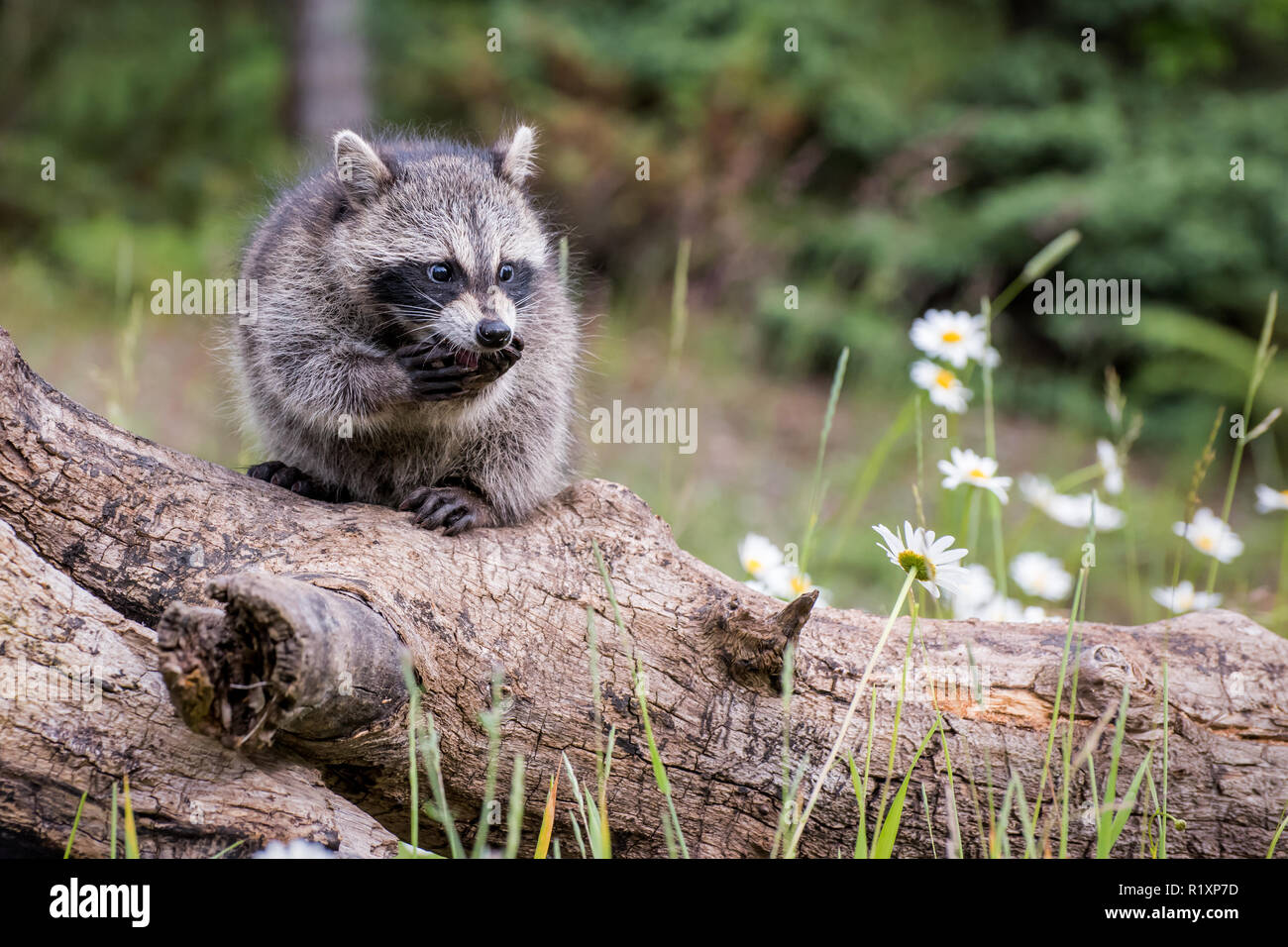 Young Raccoon appearing to be Surprised Stock Photo