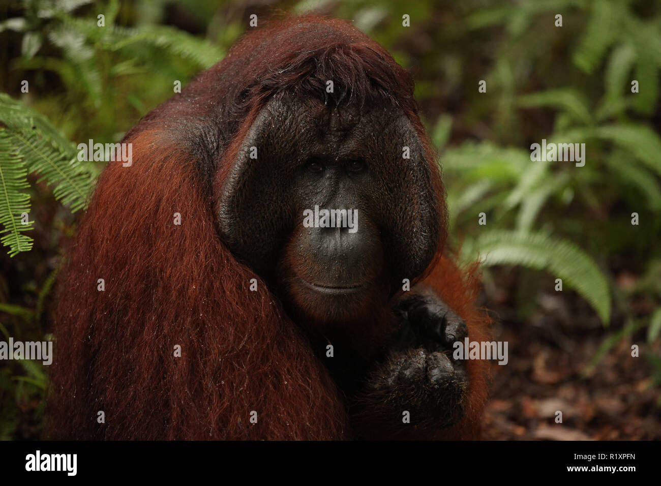 Wild orangutan in jungle Stock Photo