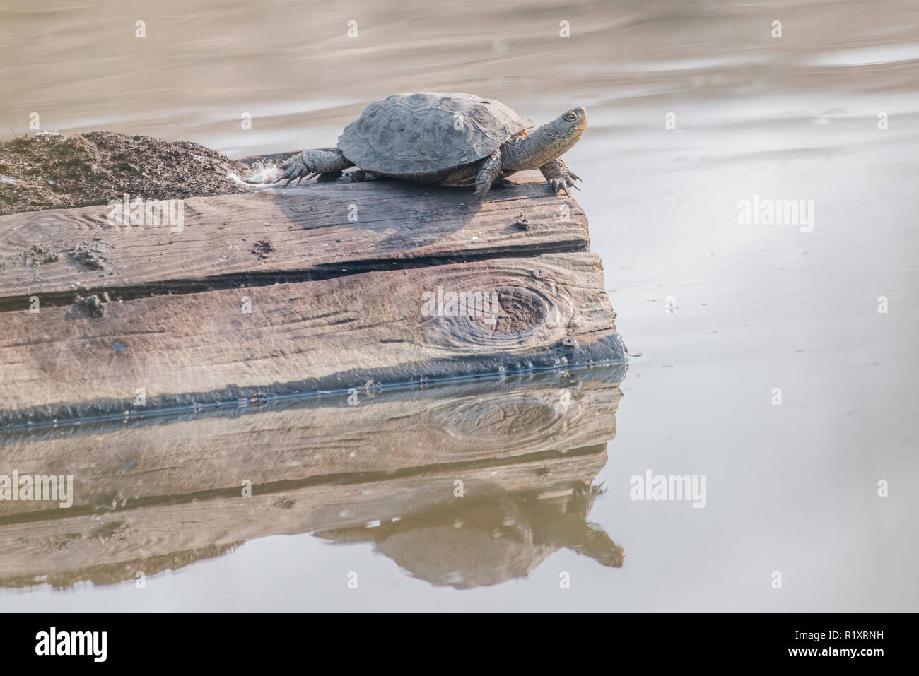 A wild western pond turtle (Emys marmorata) basking on an artificial float in one of California's regional parks. Stock Photo