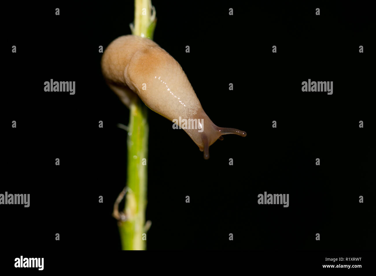 Field slug Stock Photo