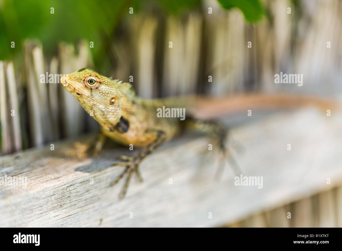 Gliding Lizard High Resolution Stock Photography And Images Alamy