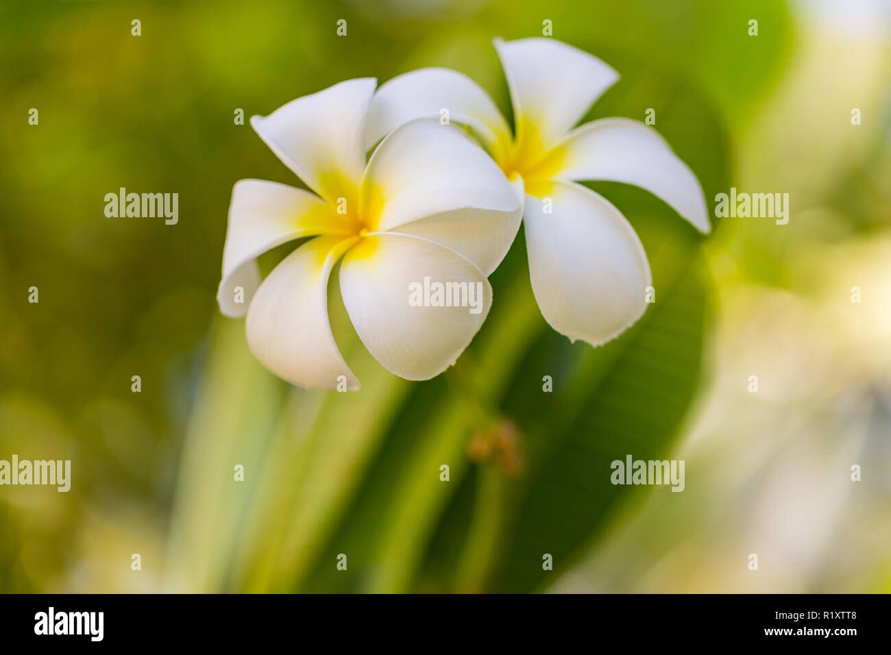 Tropical flowers and sunny blurred background. Exotic blooming flowers in Maldives island Stock