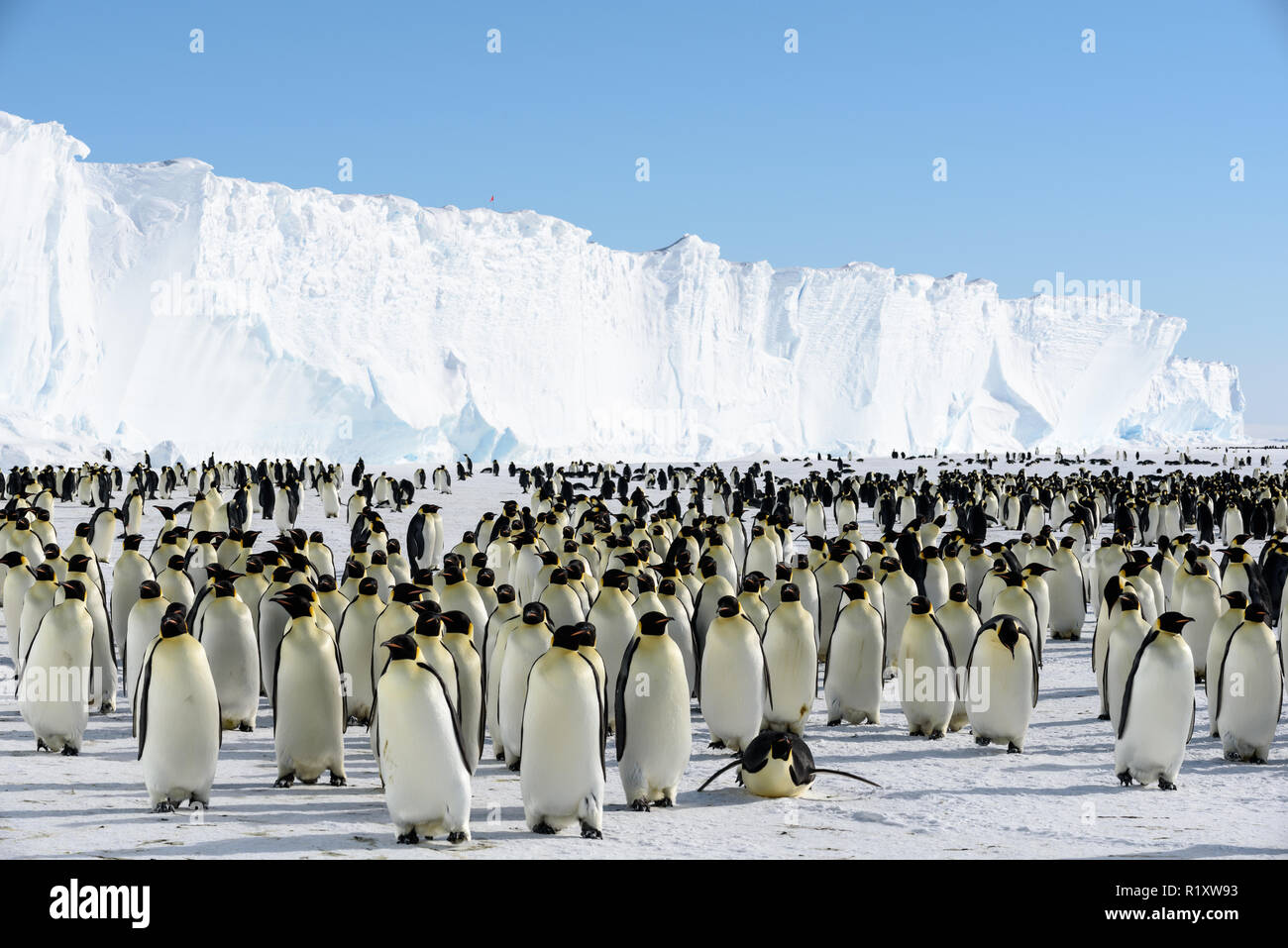 Emperor Penguin colony on sea ice just off the Brunt Ice Shelf, Antarctica Stock Photo