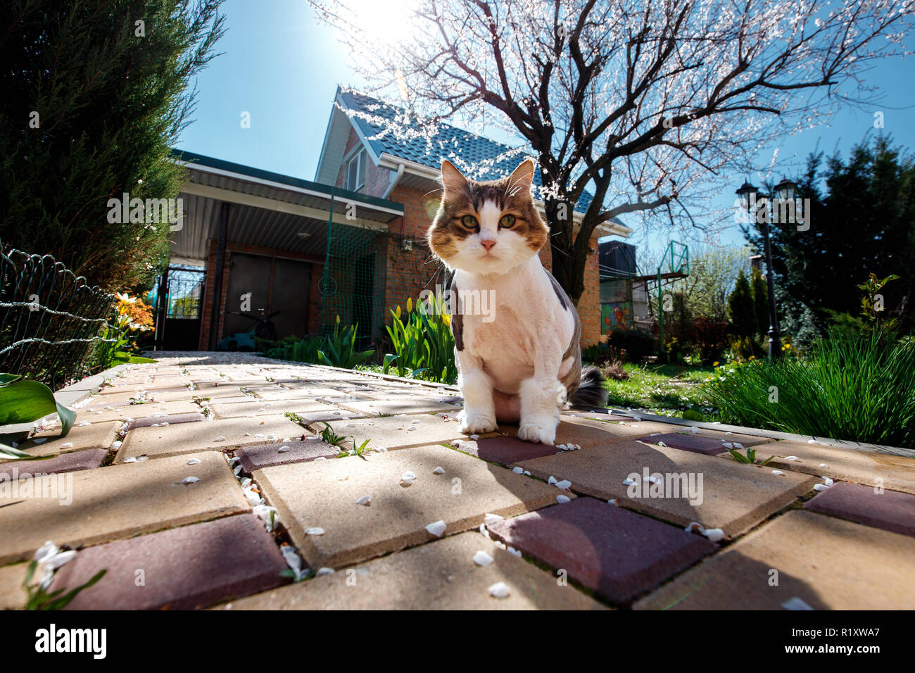 Norwegian Forest Cat walks through the courtyard of the house in the garden which is covered with petals of a blossoming tree apricot. Stock Photo