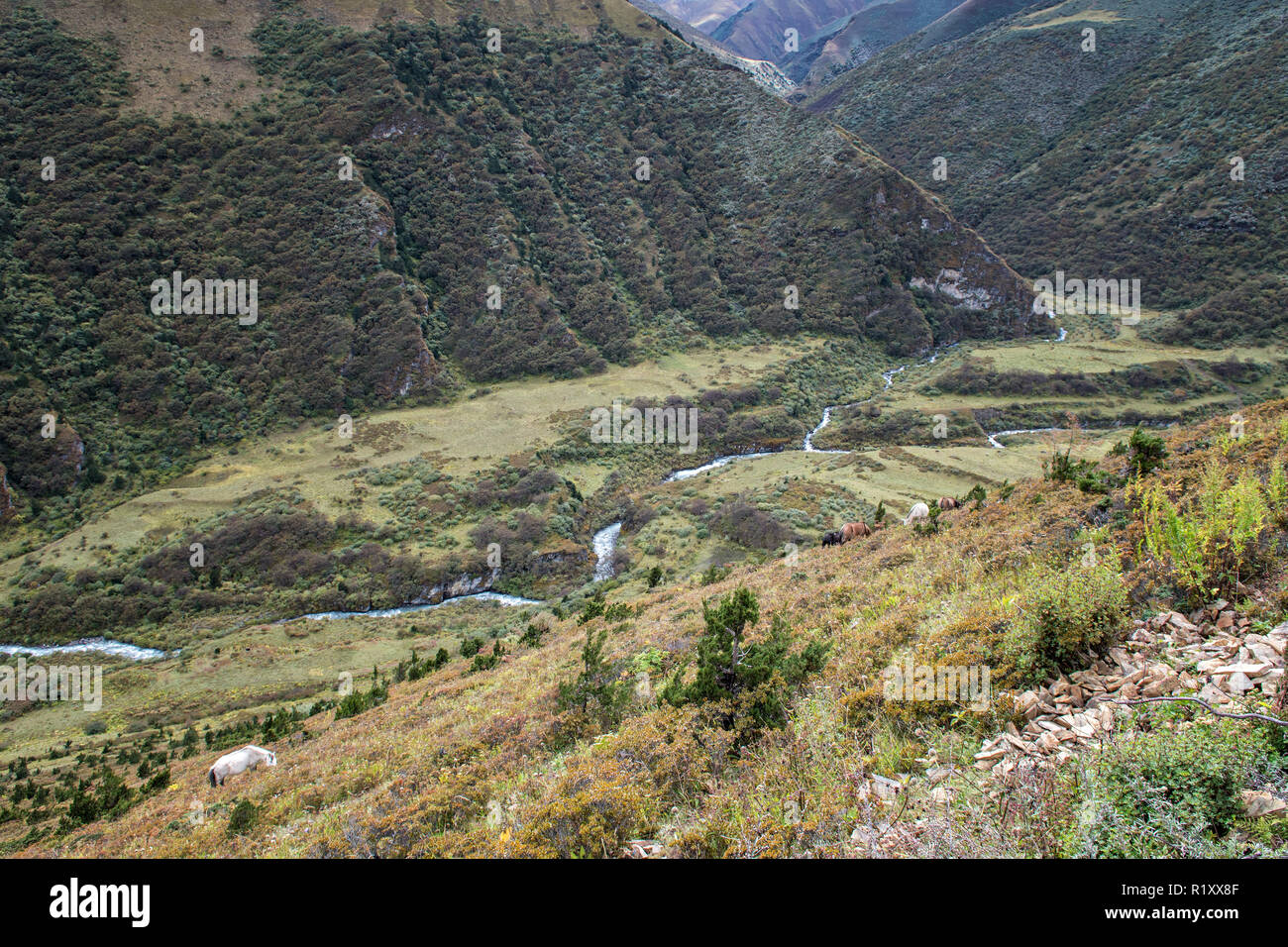 Valley between Lingshi and Chebisa, Thimphu District, Snowman Trek, Bhutan Stock Photo