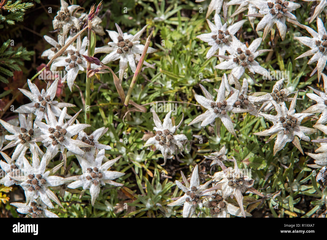 White edelweiss hi-res stock photography and images - Alamy