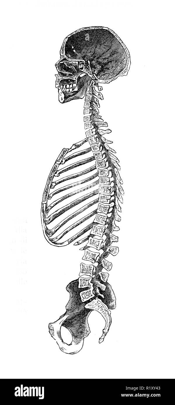 Vintage illustration of anatomy, human bone longitudinal cut Stock Photo