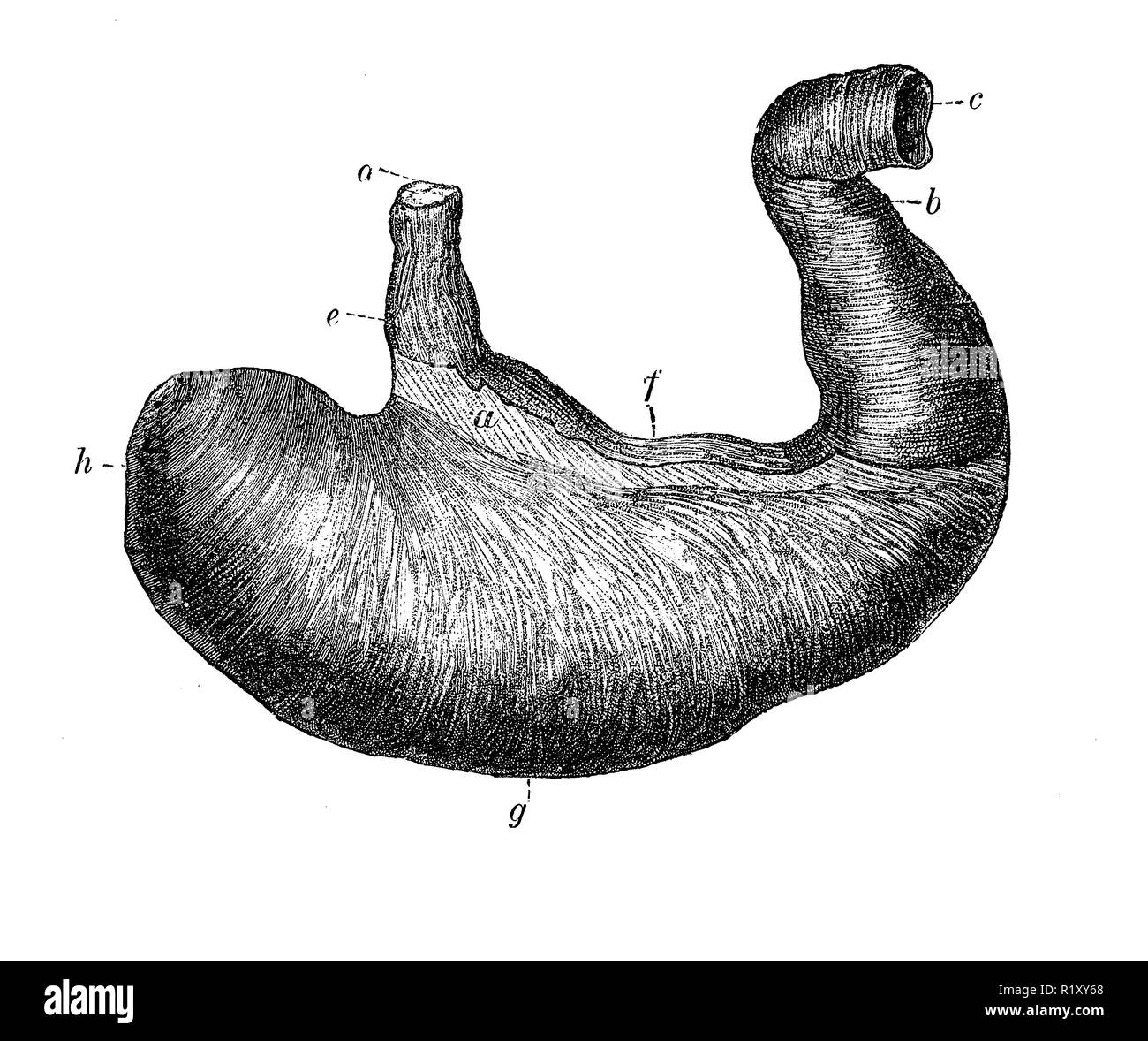 Vintage illustration of anatomy, human stomach Stock Photo