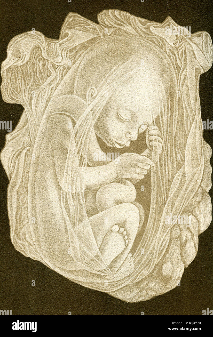 Vintage illustration of anatomy, five month fetus Stock Photo