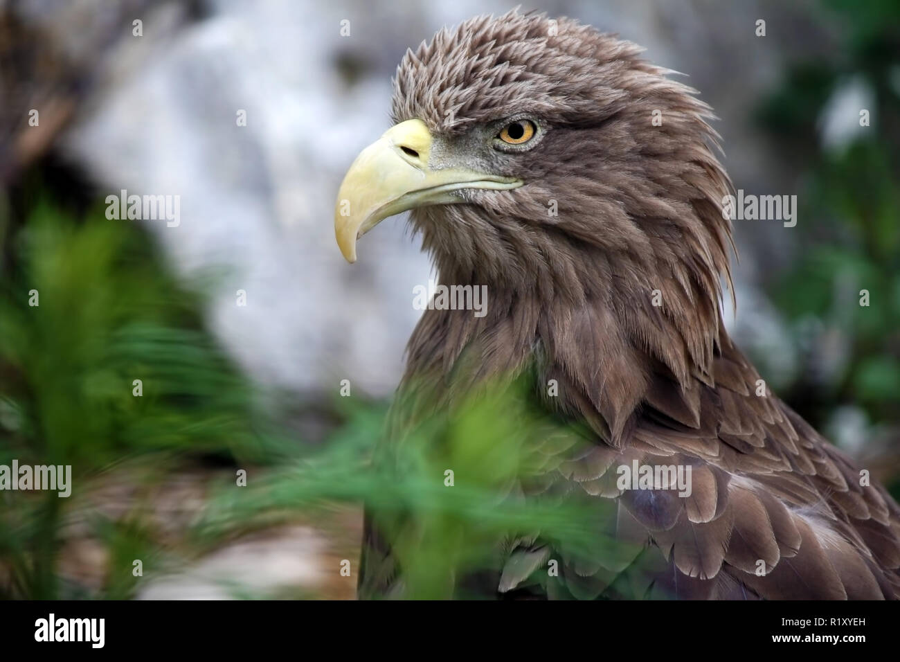 Eagle and collar hi-res stock photography and images - Alamy