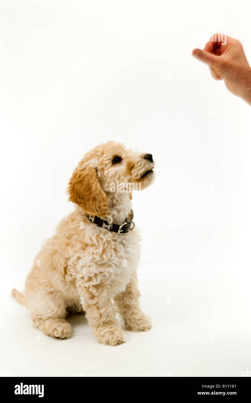12 week on sale old cockapoo