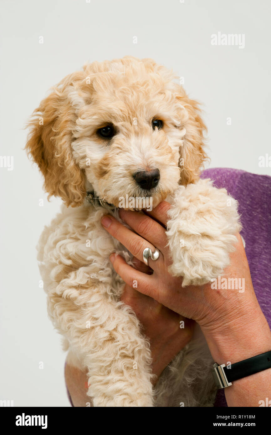12 week store cockapoo