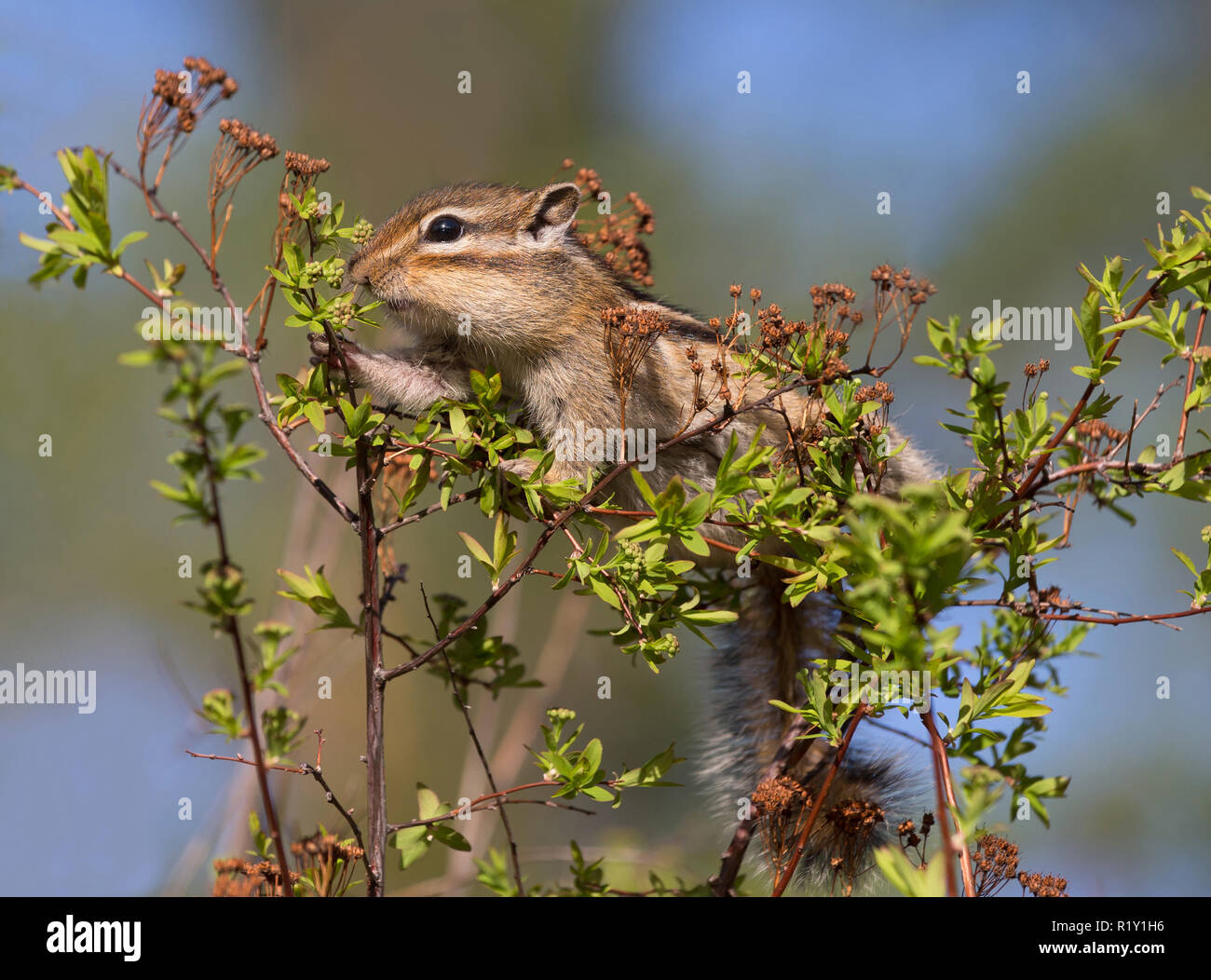 Chipmunk eating young leaves on the bush closeup Stock Photo