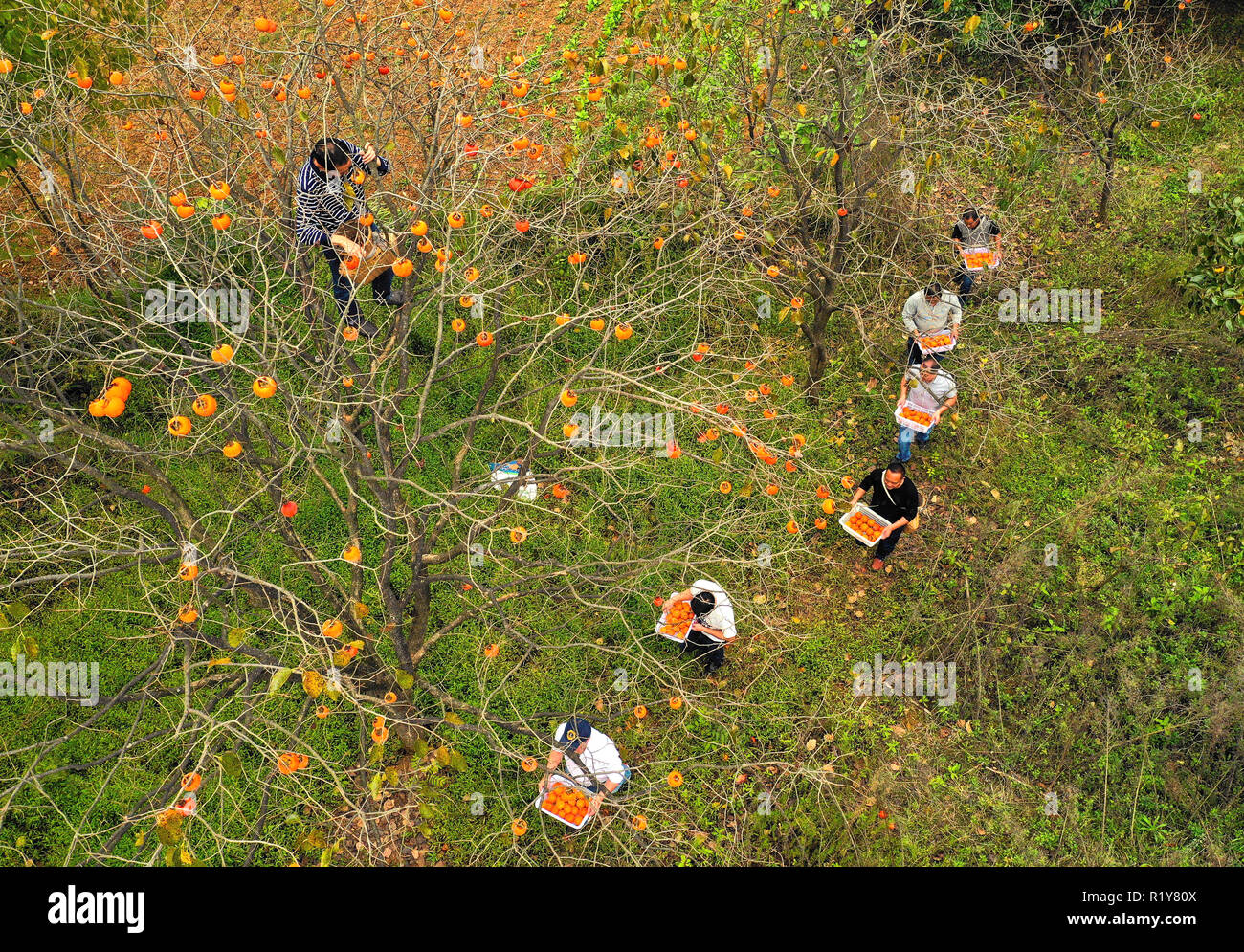 Yuping, China's Guizhou Province. 3rd Oct, 2018. Aerial photo shows villagers carring newly-harvested persimmons in Yutang Village of Yuping Dong Autonomous County, southwest China's Guizhou Province, Oct. 3, 2018. Local villagers have been busy harvesting and processing persimmons lately. Credit: Hu Panxue/Xinhua/Alamy Live News Stock Photo