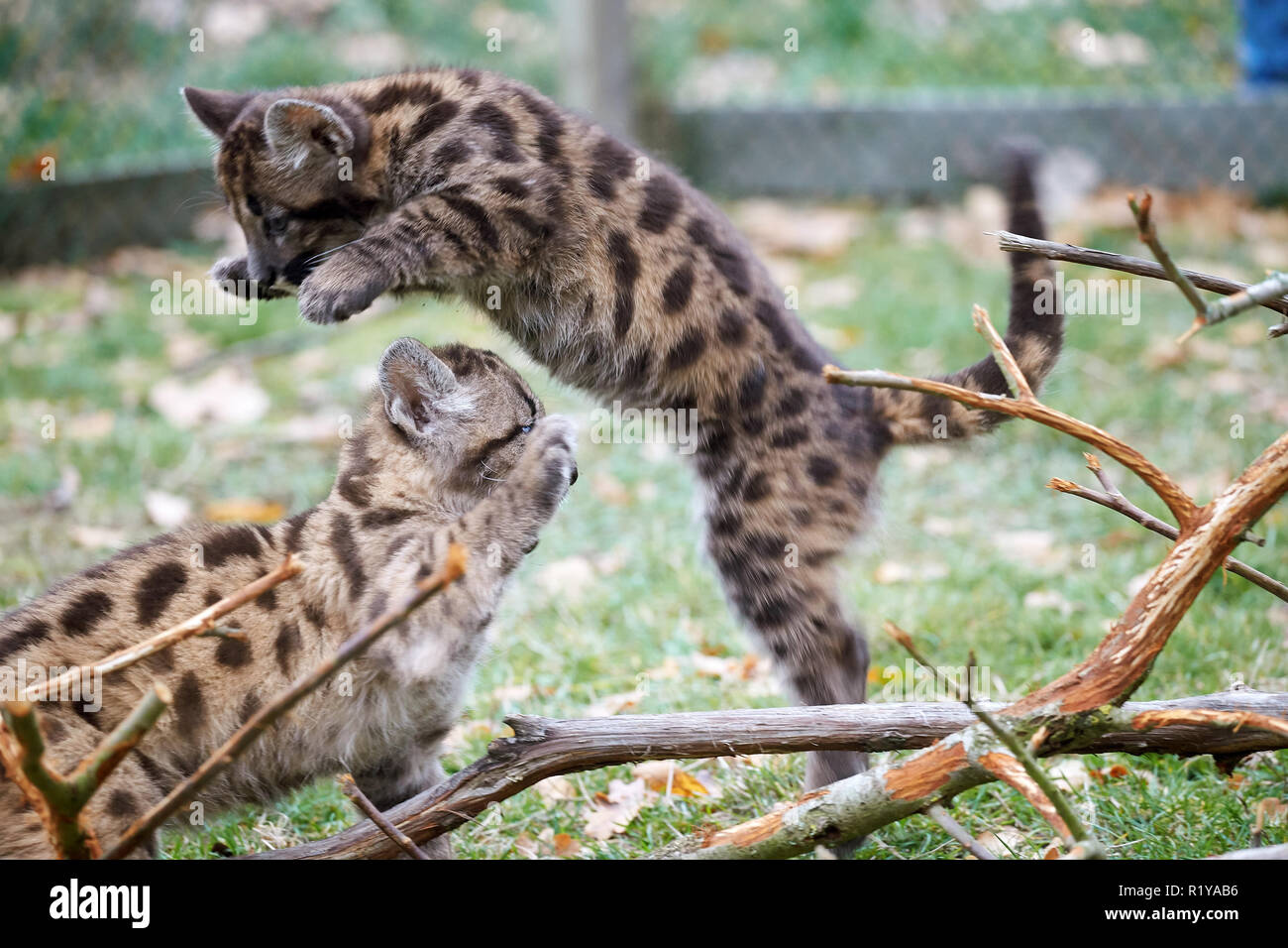 Bell, Germany. 15th Nov, 2018. Two ten-week-old puma babies are playing in  the Bell zoo for the first time in the open-air enclosure. The ten-week-old  siblings came to the park from a