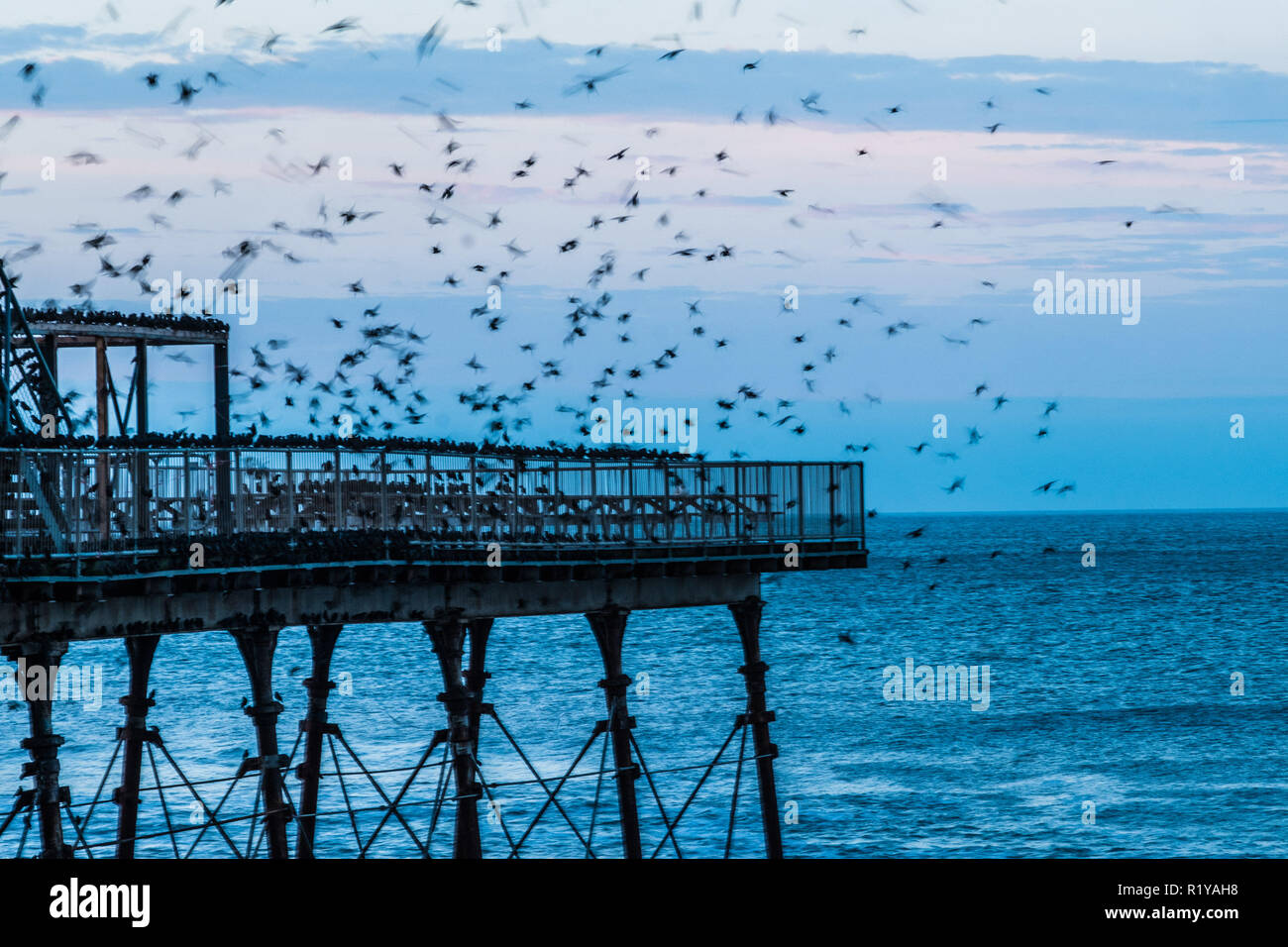 Aberystwyth Wales UK, 15/11/2018.  UK Weather: The blurred shapes of some of the  of thousands of starlings  as they swoop down to roost noisily for the night on the forest  of cast iron legs underneath the Aberystwyth’s Victorian seaside pier. Aberystwyth is one of the few urban roosts in the country and draws people from all over the UK to witness the spectacular nightly displays.  photo credit Keith Morris / Alamy Live News Stock Photo