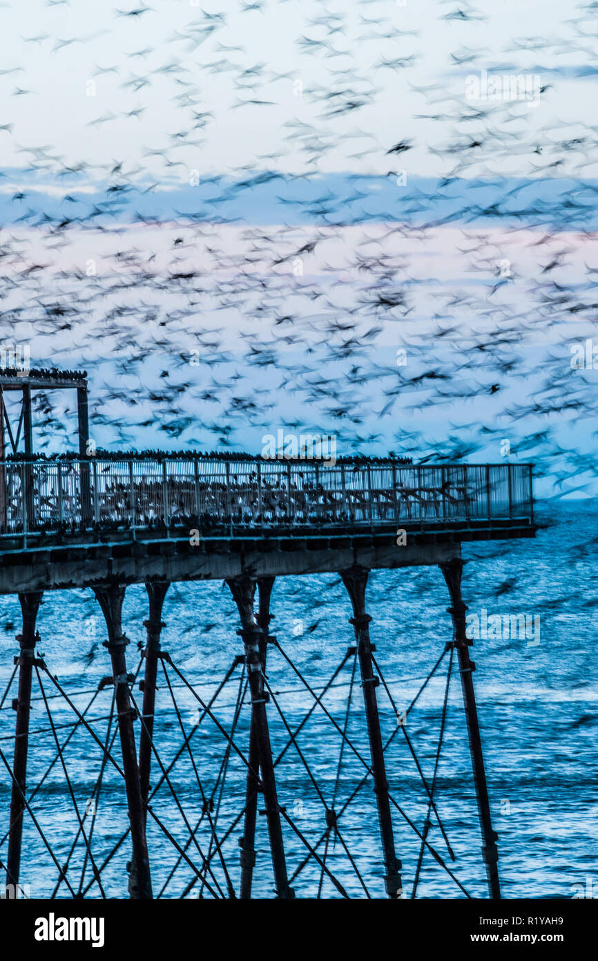 Aberystwyth Wales UK, 15/11/2018.  UK Weather: The blurred shapes of some of the  of thousands of starlings  as they swoop down to roost noisily for the night on the forest  of cast iron legs underneath the Aberystwyth’s Victorian seaside pier. Aberystwyth is one of the few urban roosts in the country and draws people from all over the UK to witness the spectacular nightly displays.  photo credit Keith Morris / Alamy Live News Stock Photo