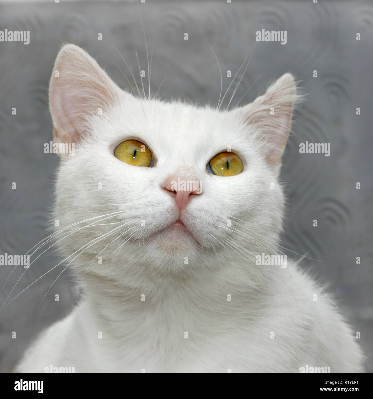 Portrait of a white cute domestic cat close up on a background of gray ...