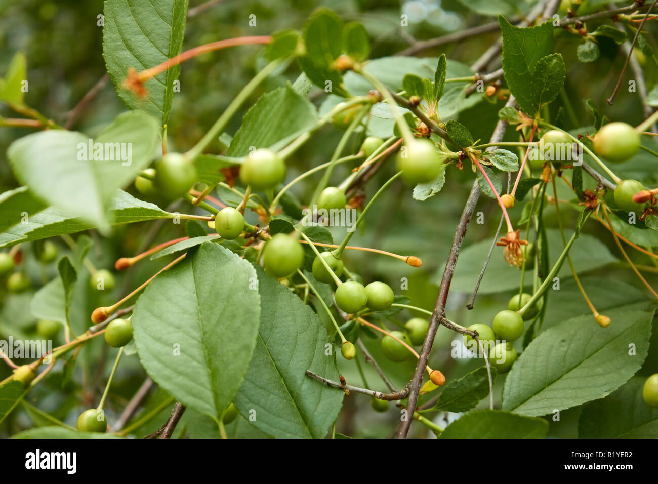 Green Unripe Fruit Of Cherry Tree Moved Lightly On The Branches In Windy Weather Stock Photo Alamy
