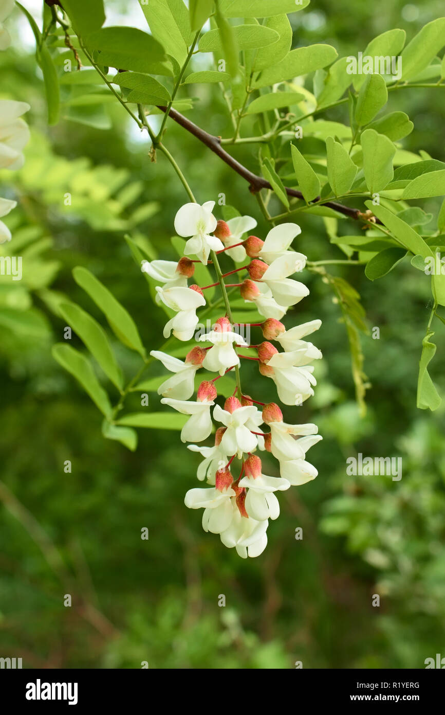 Flowering acacia inflorescence against a background of branches and ...