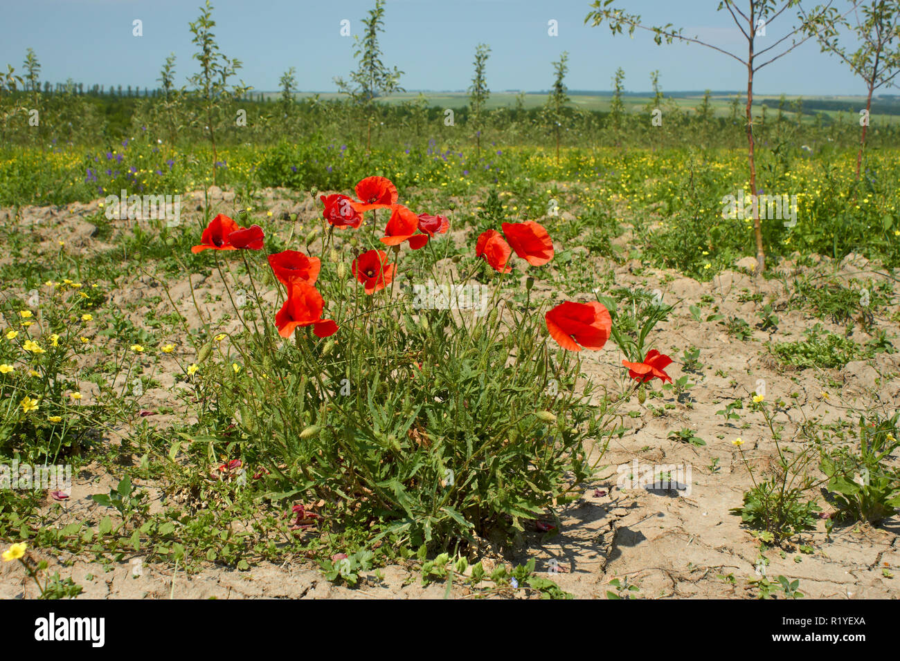 Rapid flowering of red poppy plants on the edge of field in summertime Stock Photo