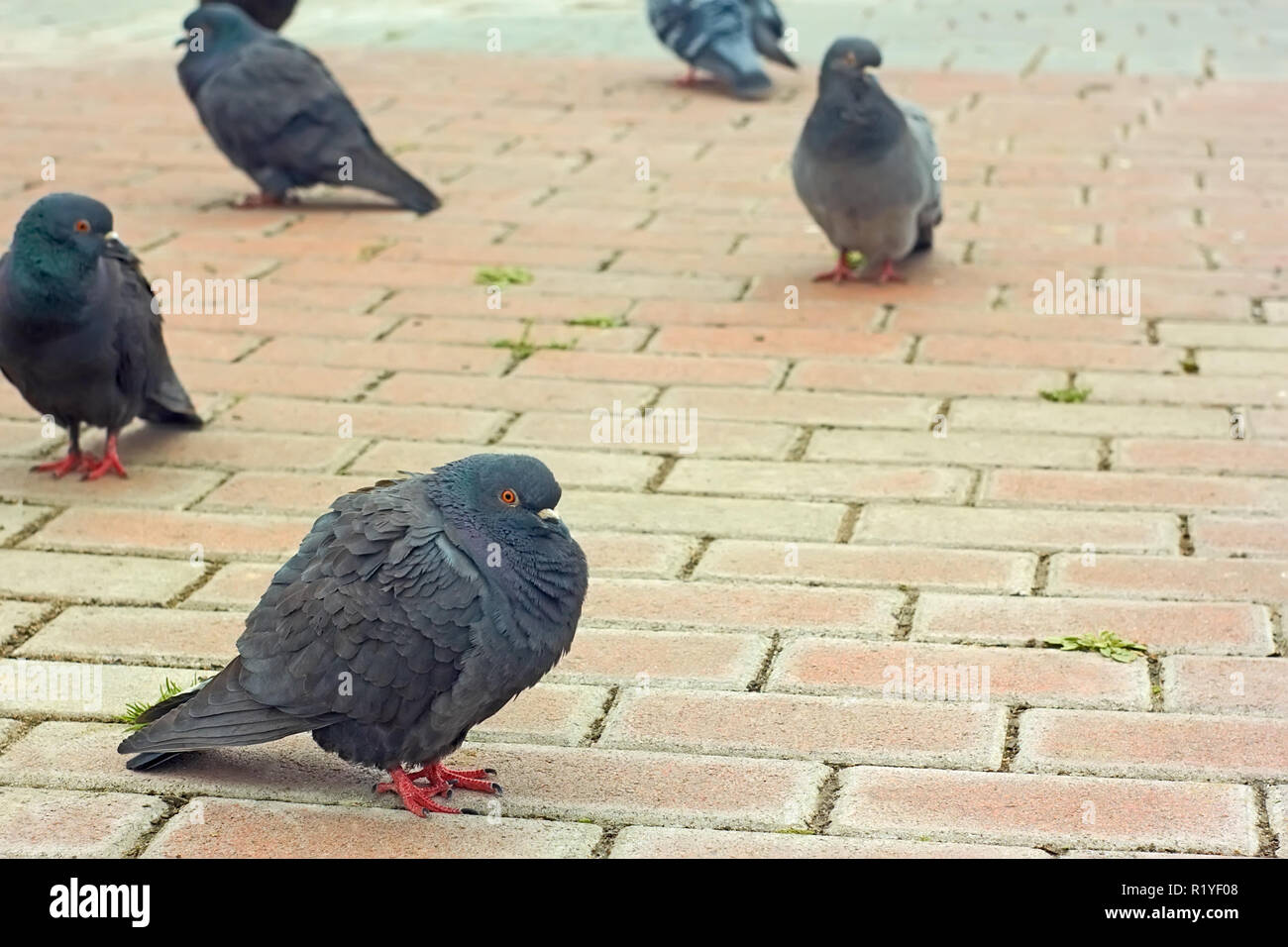 Urban pigeons on city sidewalk tiles before rainy weather Stock Photo