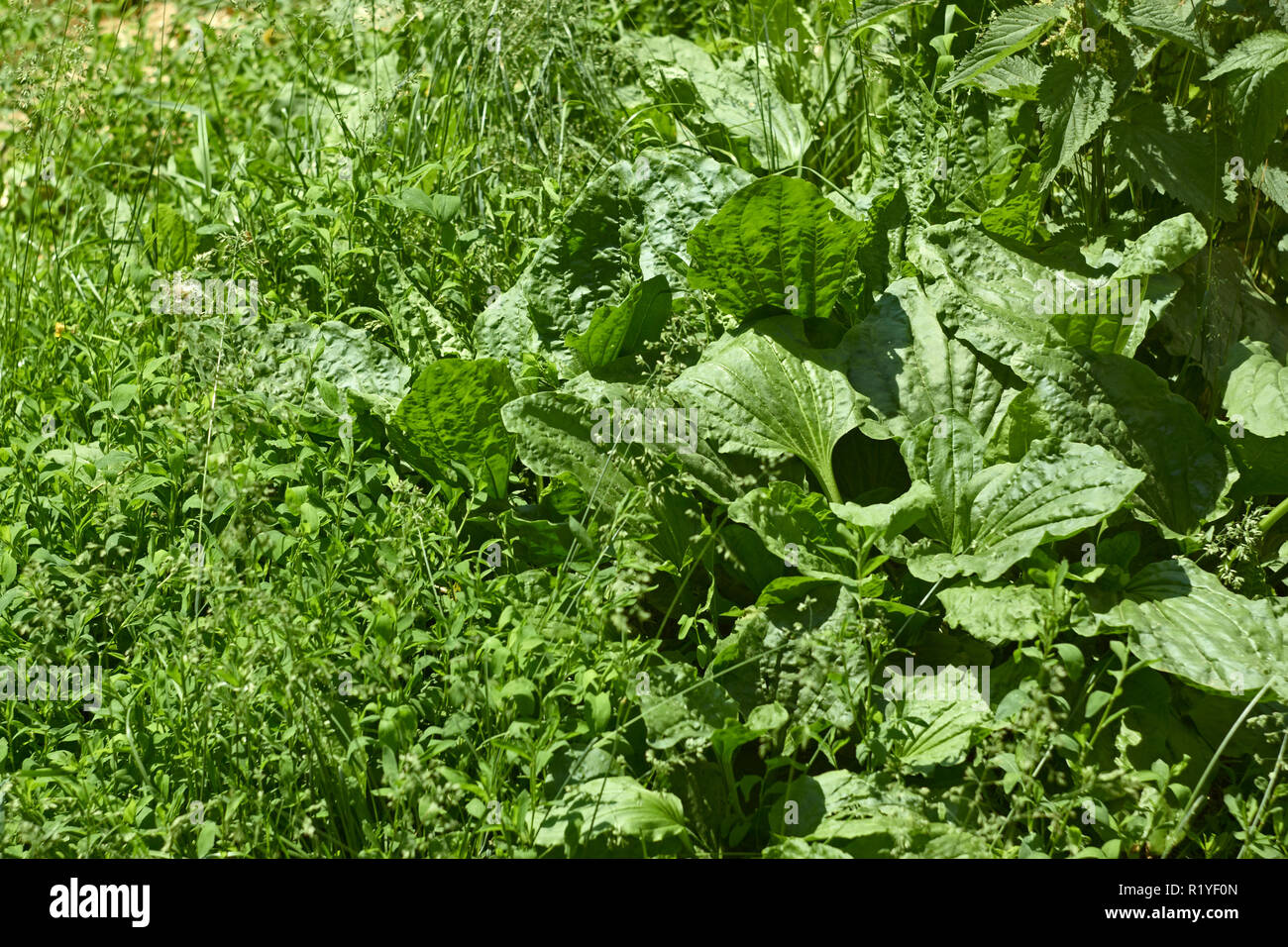 Meadow motley grasses in sunny summer day Stock Photo