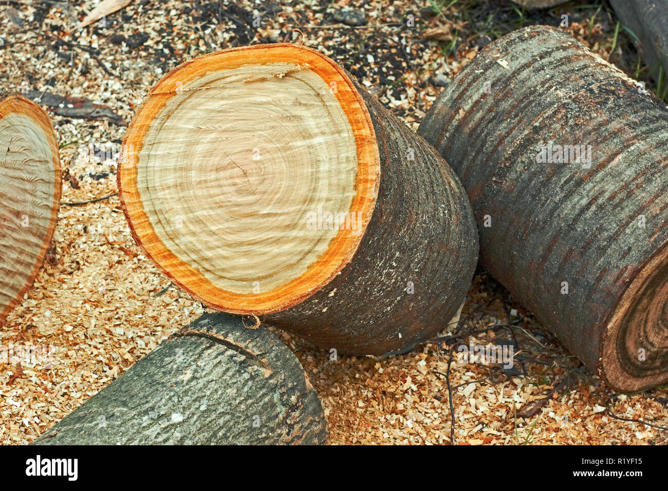 Укладка бревен. Спил старого дерева. Поперек бревна. Поперек бревна. Поперек бревна.