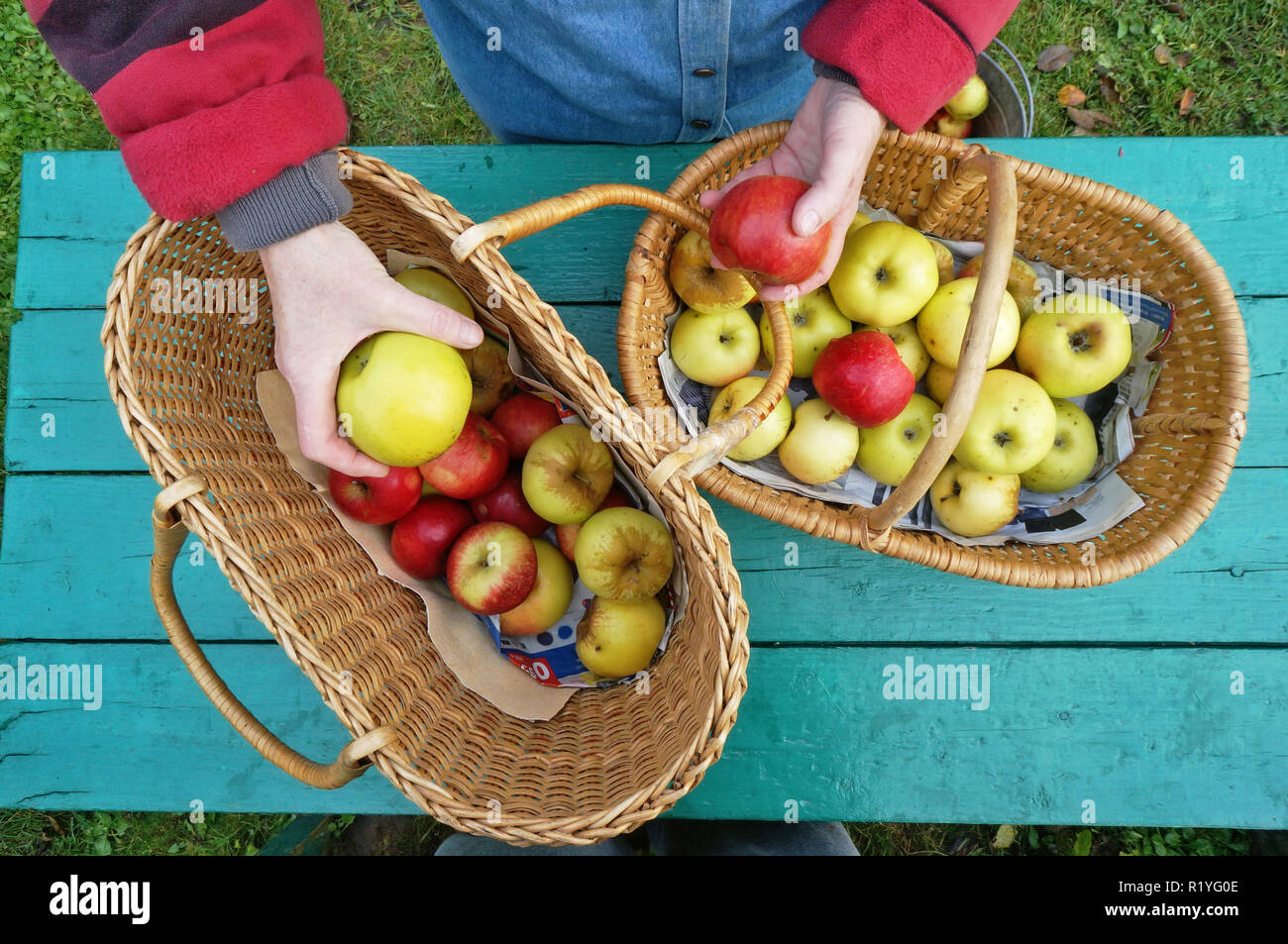 Woman farmer sorts ripe sweet apples on a green wooden table. Cloudy autumn day outdoor garden shot Stock Photo