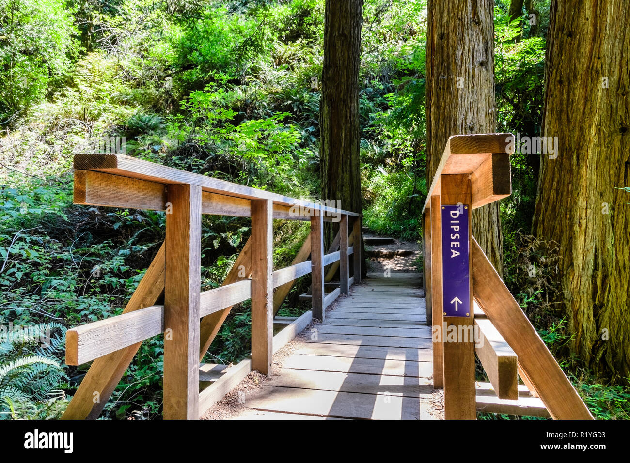 Wooden bridge on the Dipsea Trail, Mt Tamalpais State Park, Marin County, north San Francisco bay area, California Stock Photo