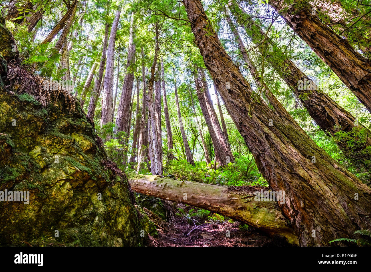 Landscape in the beautiful redwood forests of Mt Tamalpais State Park, Marin County, north San Francisco bay area, California Stock Photo