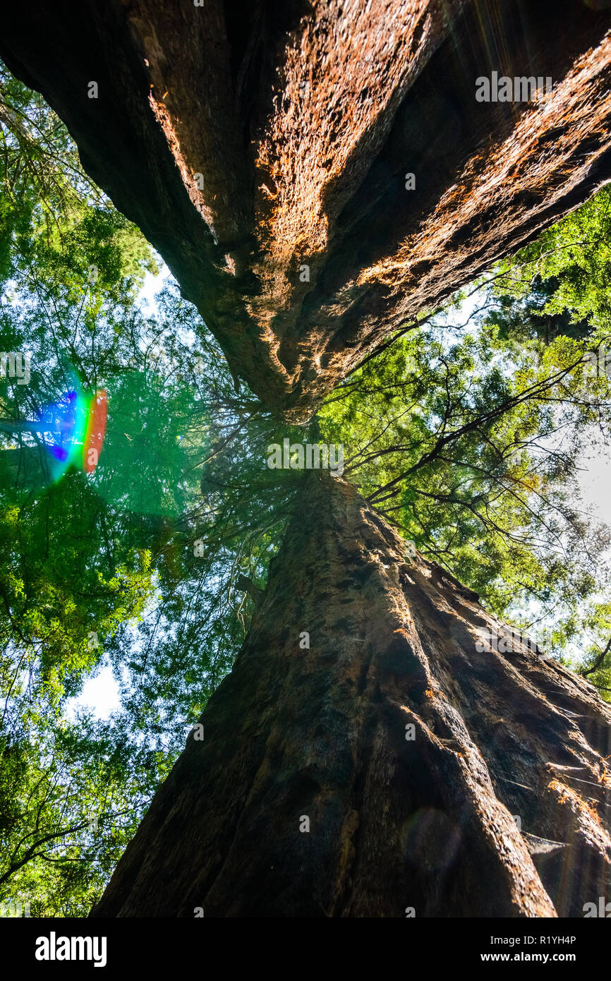 Looking up along the trunk of two redwood trees growing close together, Mt Tamalpais State Park, Marin County, north San Francisco bay area, Californi Stock Photo