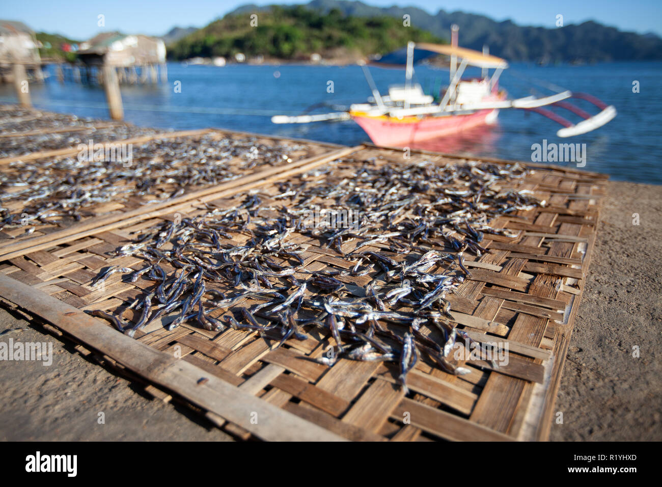 Traditional method of preserving fish in the Philippines,left to dry in