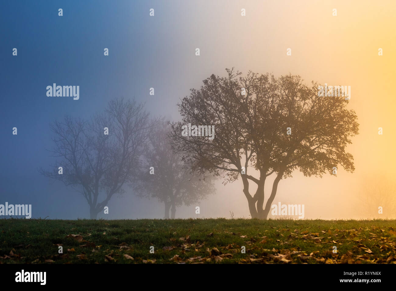 Budapest, Hungary - Beautiful blue and orange foggy morning at top of Gellert Hill with trees on the field at sunrise Stock Photo