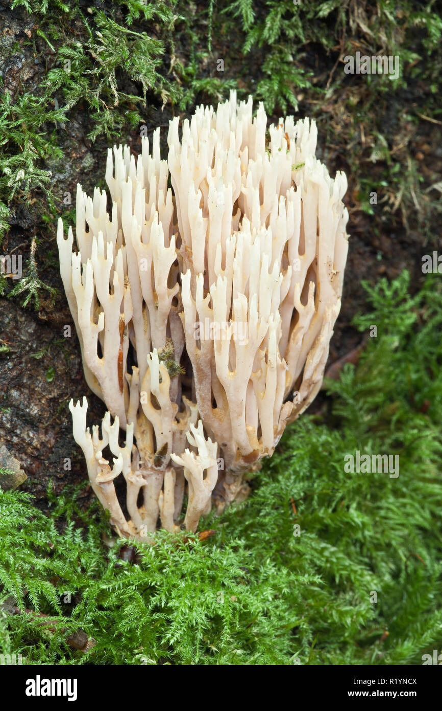 Upright Coral fungus, Ebernoe Common, Hampshire, England Stock Photo
