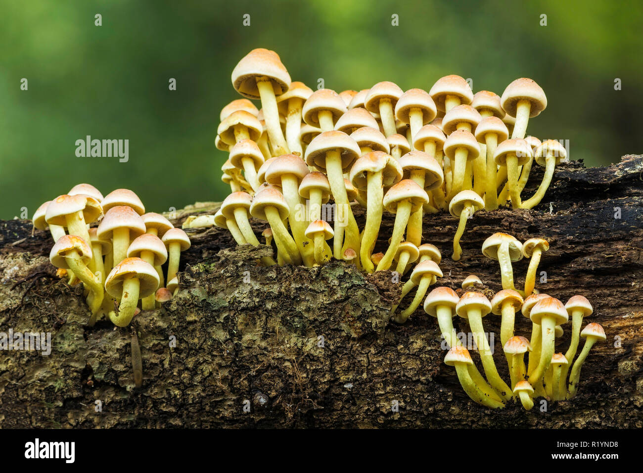 Sulphur Tuft (Hypholoma fasciculare), New Forest National Park, Hampshire, England Stock Photo