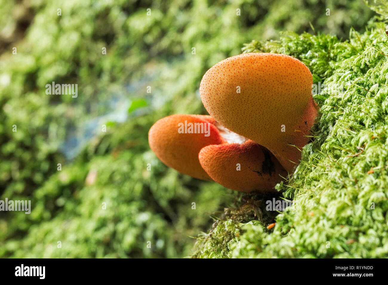 Beefsteak Fungus (Fistulina hepatica), New Forest National Park, Hampshire, England Stock Photo