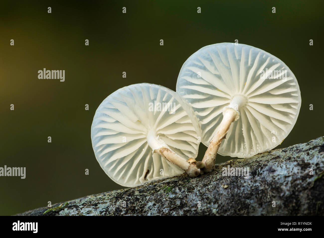 Porcelain Fungus (Oudemansiella mucida), New Forest National Park, Hampshire, England Stock Photo