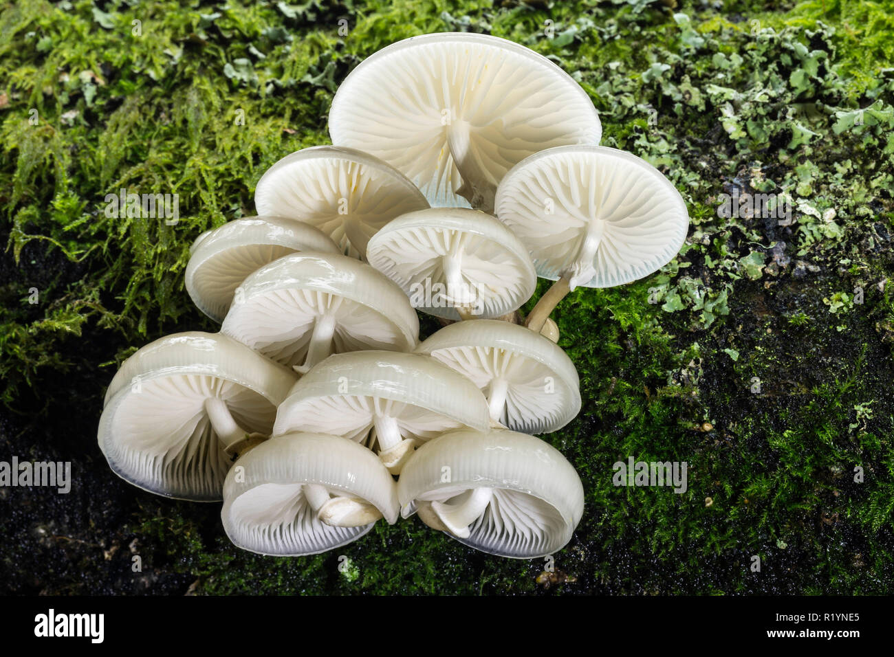 Porcelain Fungus (Oudemansiella mucida), New Forest National Park, Hampshire, England Stock Photo
