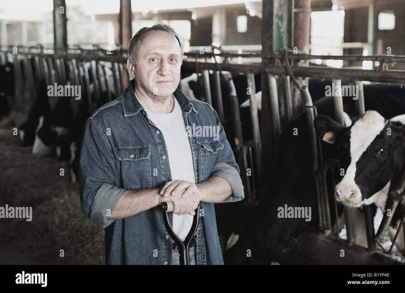 Adult smiling farmer is standing near cows at the farm Stock Photo - Alamy