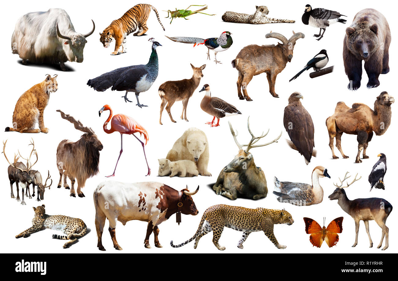 Set of various asian isolated wild animals including birds, mammals