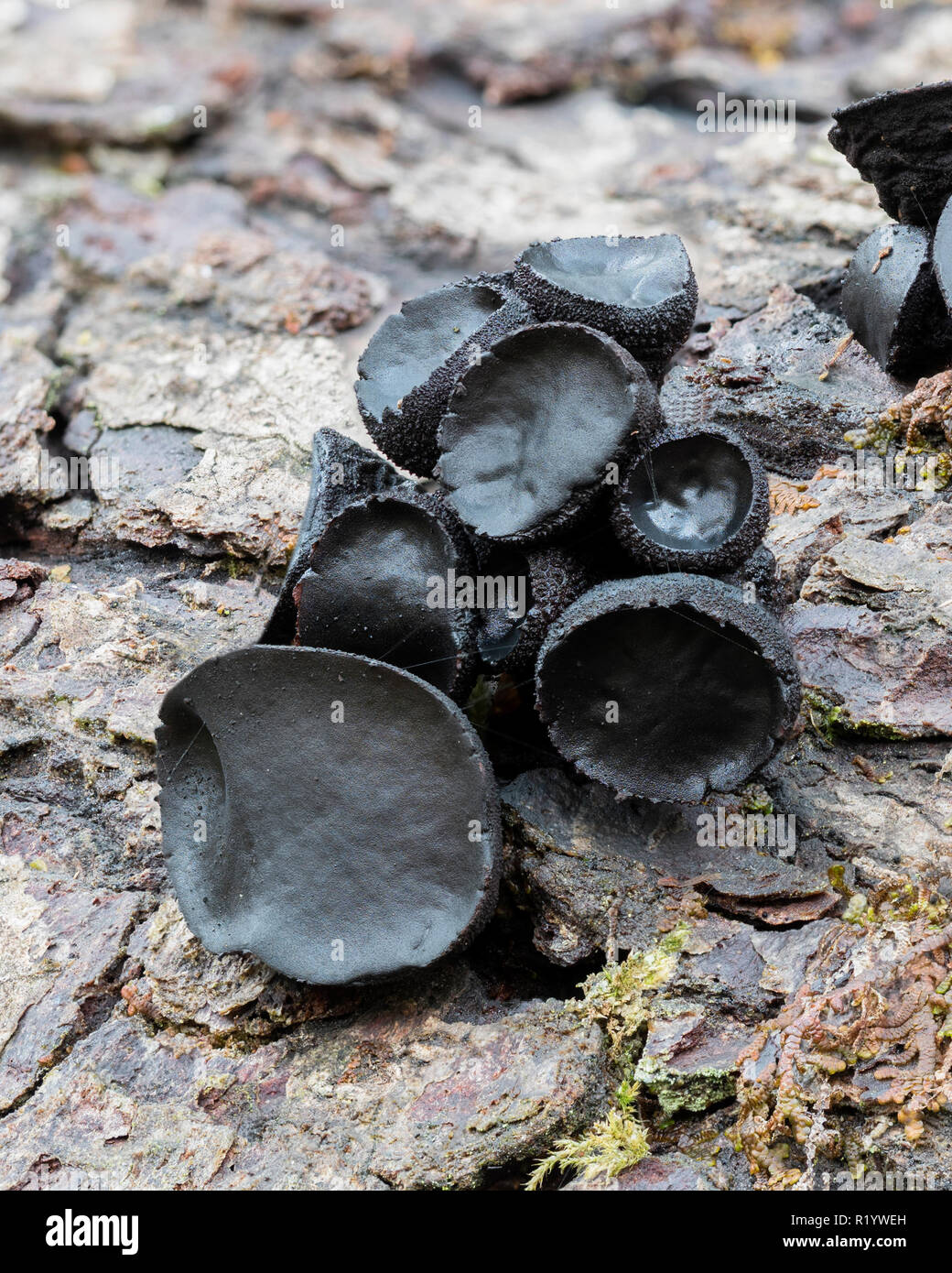 Black Bulgar fungus (Bulgaria inquinans) growing on fallen oak branch. Tipperary, Ireland Stock Photo