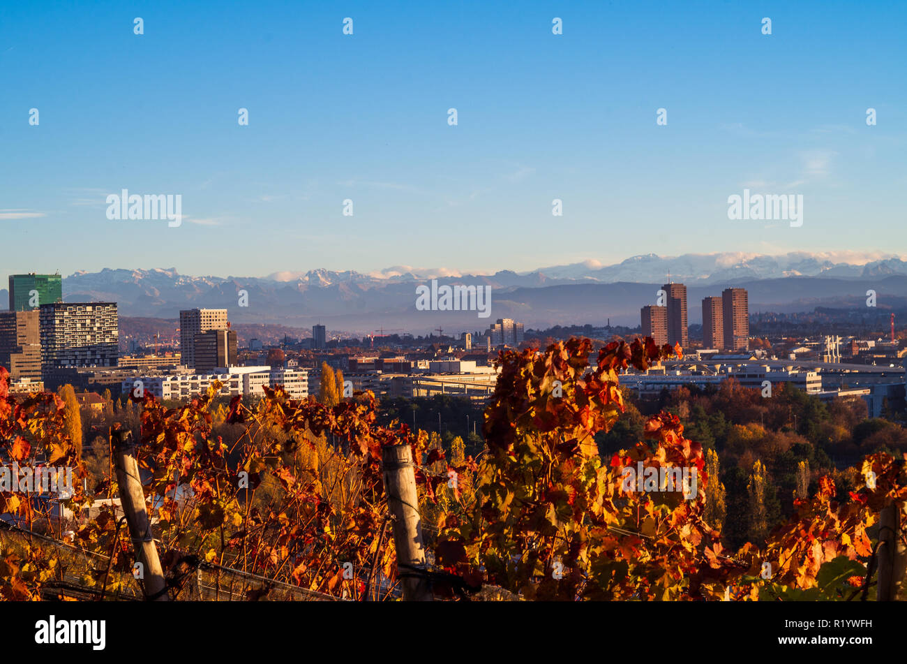 Zurich city vista from atop of Hongg in autumn at sunset warm tone  vineyard after harvest  in the foreground Stock Photo